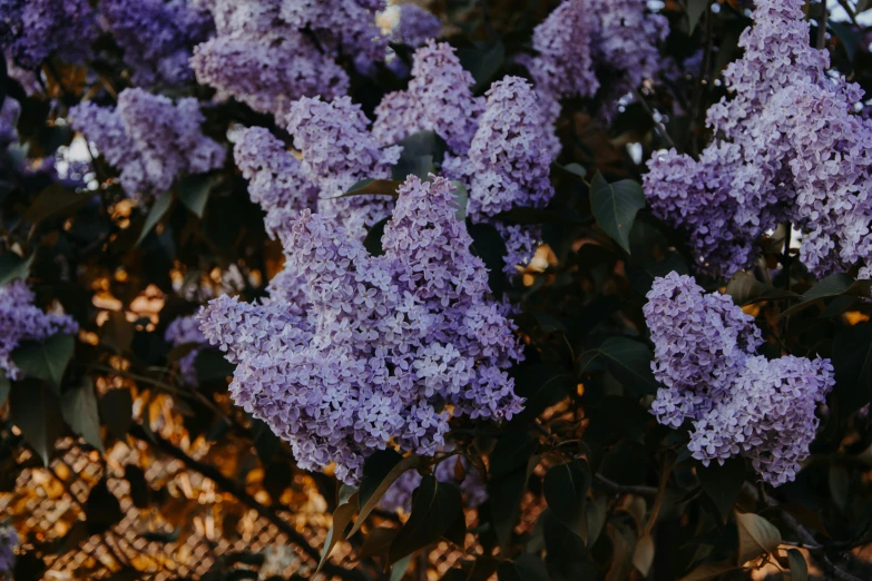 a close up of a bunch of purple flowers, trending on pexels, lilac bushes, beatifully lit, unsplash photography, background image