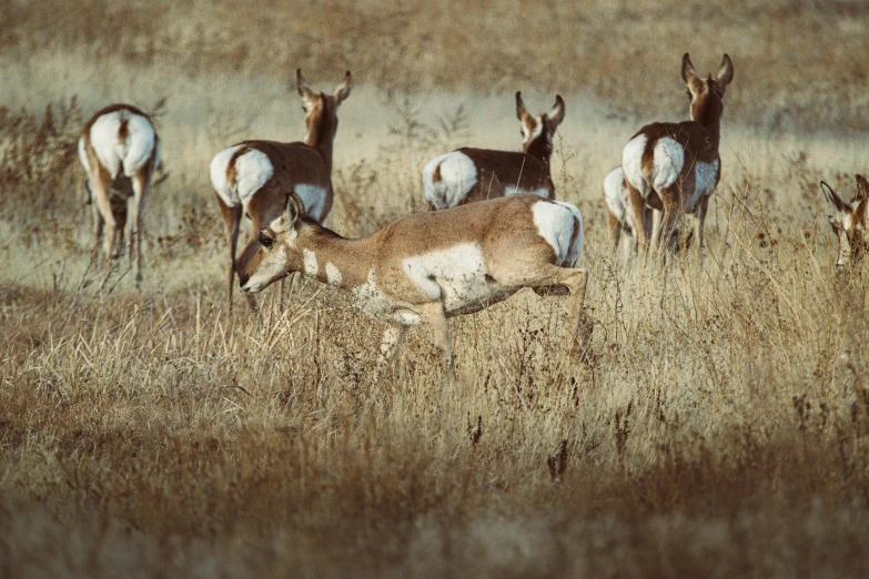 a herd of antelope running across a dry grass field, an album cover, unsplash contest winner, renaissance, old color photograph, deer, spots, group of seven