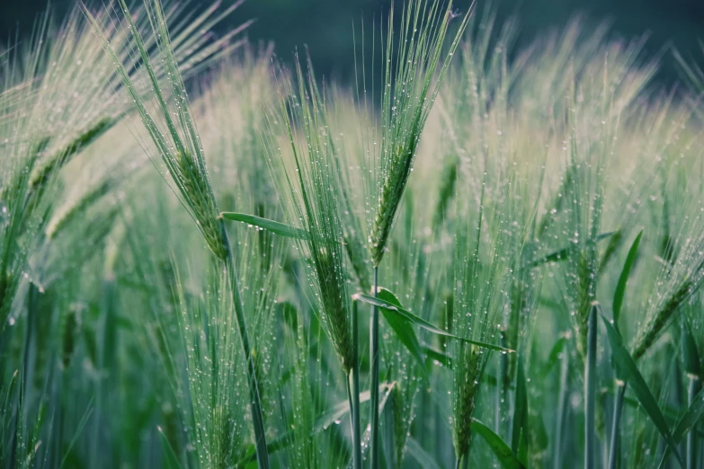 a close up of a field of green grass, by Adam Marczyński, pexels, wheat field, background image, malt, while it's raining