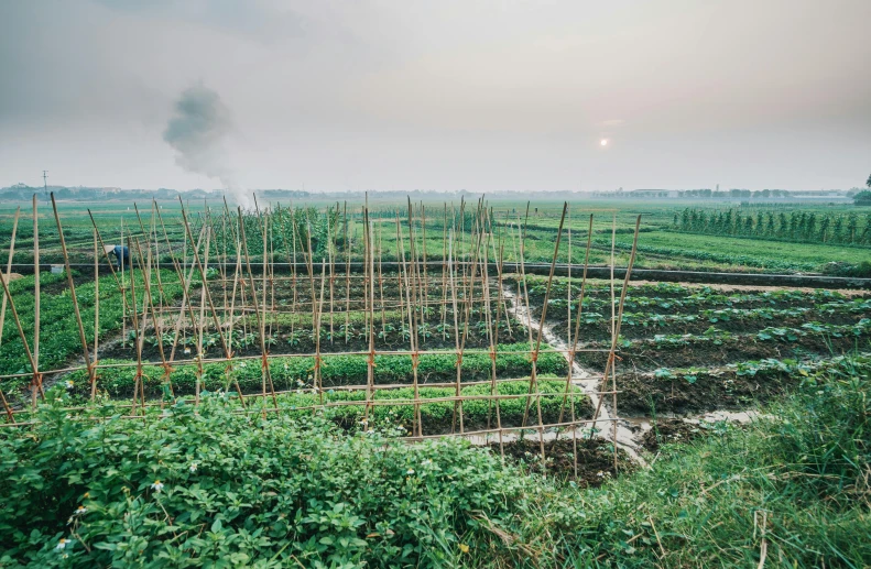 a garden filled with lots of green plants, an album cover, pexels contest winner, land art, hou china, irrigation, :: morning, near farm