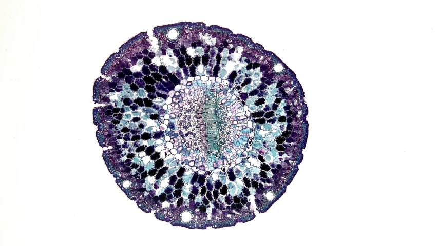 a close up of a cross section of a plant, by Tom Phillips, hurufiyya, purple blue color scheme, entheogen, listing image, dot