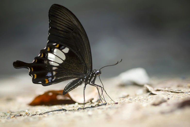 a butterfly that is sitting on the ground, a macro photograph, pexels contest winner, black, large tail, macro photography 8k, hyperdetailed