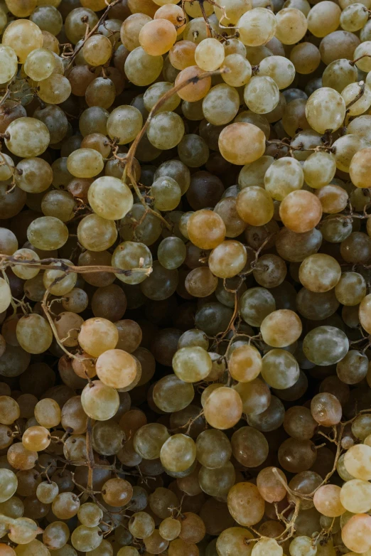 a close up of a bunch of grapes, by David Garner, gradient brown to white, cuba, digital image, mint