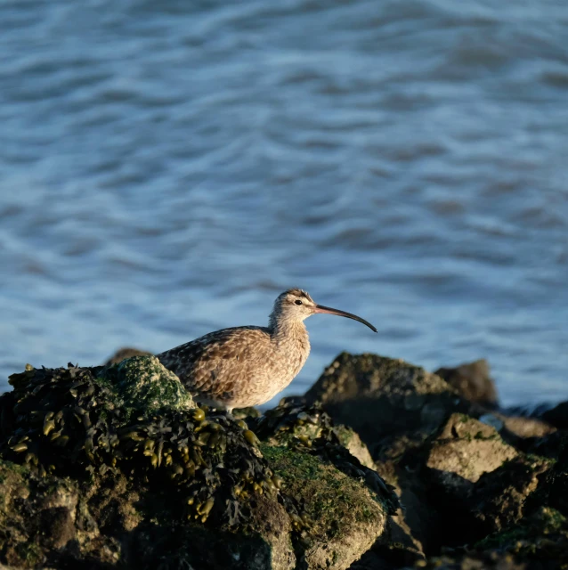 a bird that is standing on some rocks, near the seashore