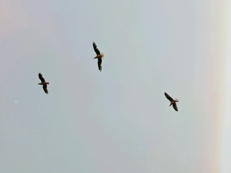 a group of birds flying in the sky, an album cover, pexels, hurufiyya, trio, 🦩🪐🐞👩🏻🦳, telephoto long distance shot, afternoon time