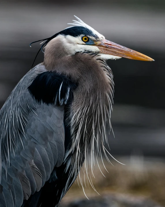 a close up of a bird with a long beak, a portrait, by Greg Rutkowski, pexels contest winner, dressed in a gray, long mane, museum quality photo, heron prestorn