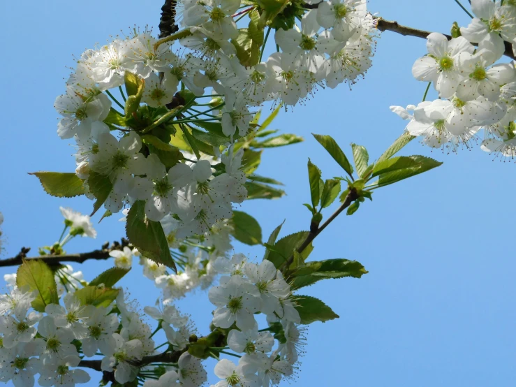 a tree with white flowers against a blue sky, slide show, background image, cherries, thumbnail