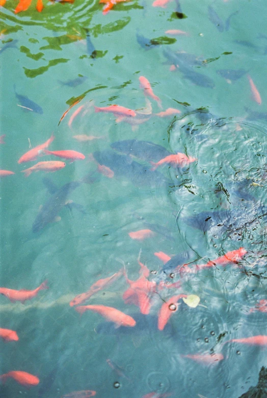 a group of fish swimming in a pond, vibrant pink, south beach colors, naples, fish seafood markets