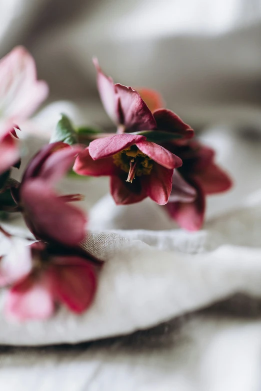 a bunch of pink flowers sitting on top of a white cloth, by Sylvia Wishart, unsplash, soft grey and red natural light, early spring, brown and magenta color scheme, elegantly dressed