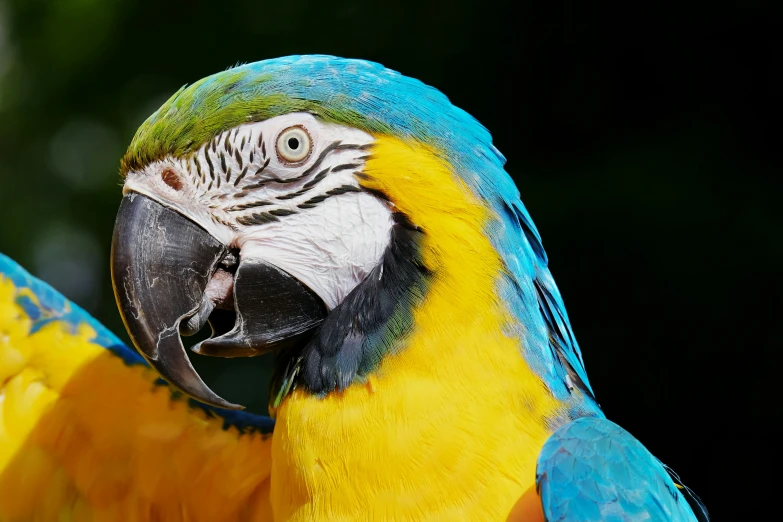 a close up of a blue and yellow parrot, pexels contest winner, 🦩🪐🐞👩🏻🦳, colourful 4 k hd, shot on 1 5 0 mm, taken in the late 2010s