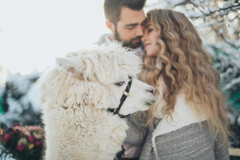 a man and woman standing next to a white llama, pexels contest winner, romanticism, sheep wool, cuddling, profile image, winter photograph