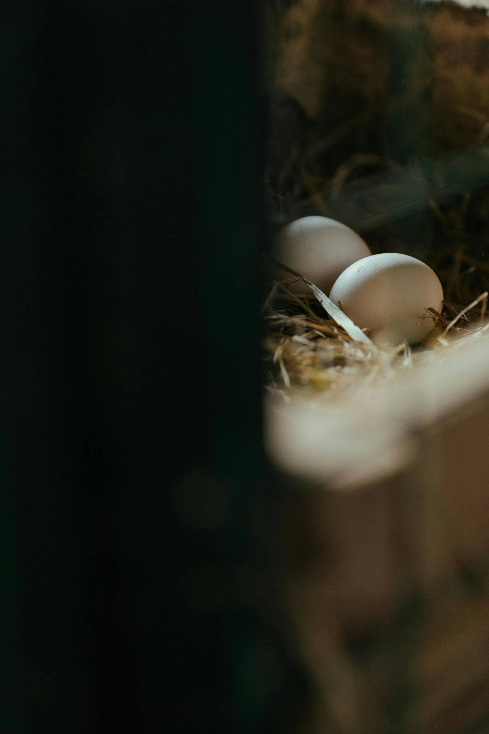 a close up of a bunch of eggs in a nest, by Jan Tengnagel, trending on unsplash, inside a shed, cinematic still frame, ilustration, two stories