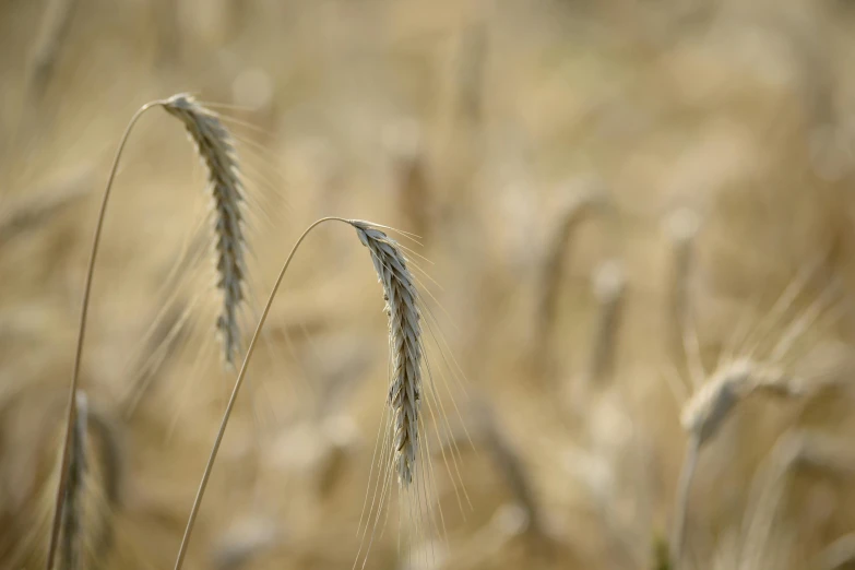 a close up of a bunch of wheat in a field, by David Simpson, unsplash, paul barson, shot on sony a 7, cereal, minimalist