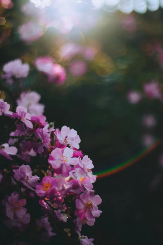 a bunch of pink flowers with the sun in the background, by Niko Henrichon, trending on unsplash, romanticism, on a dark background, purple flower trees, multicolored, glossy surface