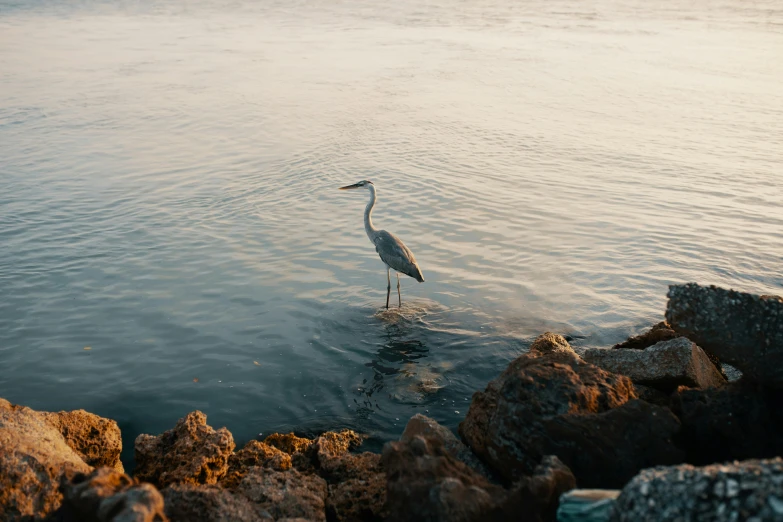 a bird that is standing in the water, by Matt Cavotta, pexels contest winner, shoreline, well defined, in the morning light, grey