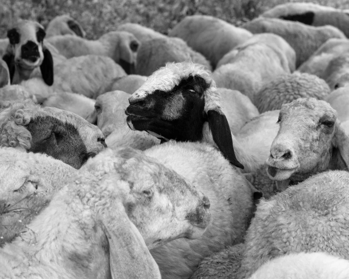 a black and white photo of a herd of sheep, a black and white photo, by Raphaël Collin, pexels, piled around, lamb and goat fused as one, warm friendly face, blues