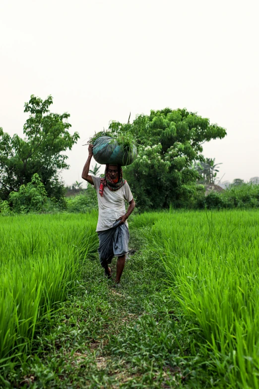 a man walking through a lush green field, inspired by Steve McCurry, sumatraism, old dhaka, carrying big sack, round-cropped, image