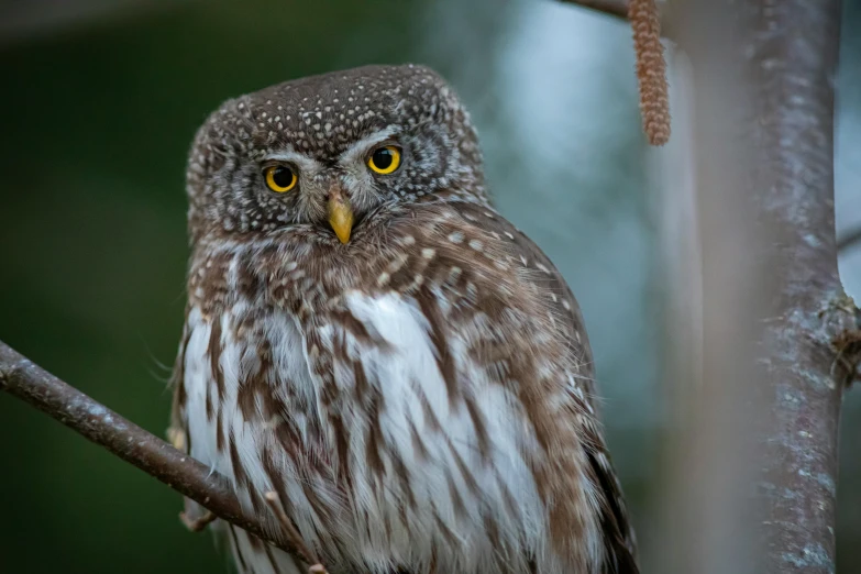 a brown and white owl sitting on top of a tree branch, a portrait, pexels contest winner, hurufiyya, “ iron bark, grey, high resolution photo, portrait of a small