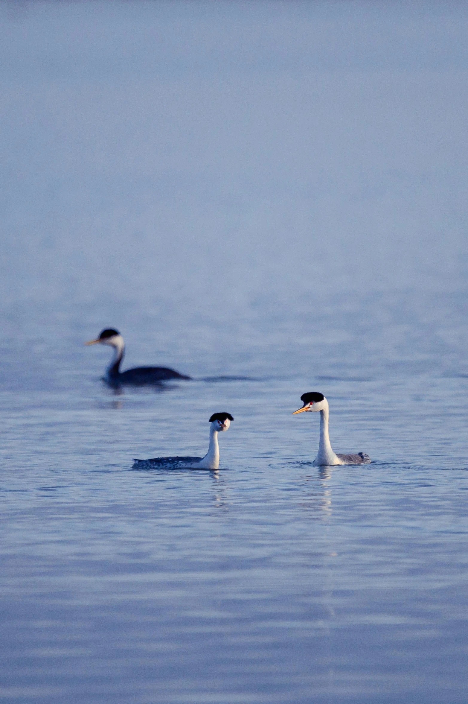 a group of birds floating on top of a body of water, abel tasman, in the evening, breakfast, trio