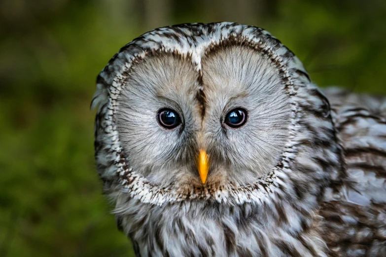 a close up of an owl with blue eyes, a portrait, by Jesper Knudsen, pexels contest winner, silver haired, rounded beak, super clear detailed, portrait of a small