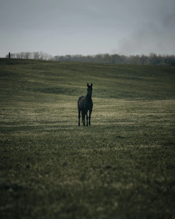 a horse standing on top of a lush green field, in a dark field, completely empty