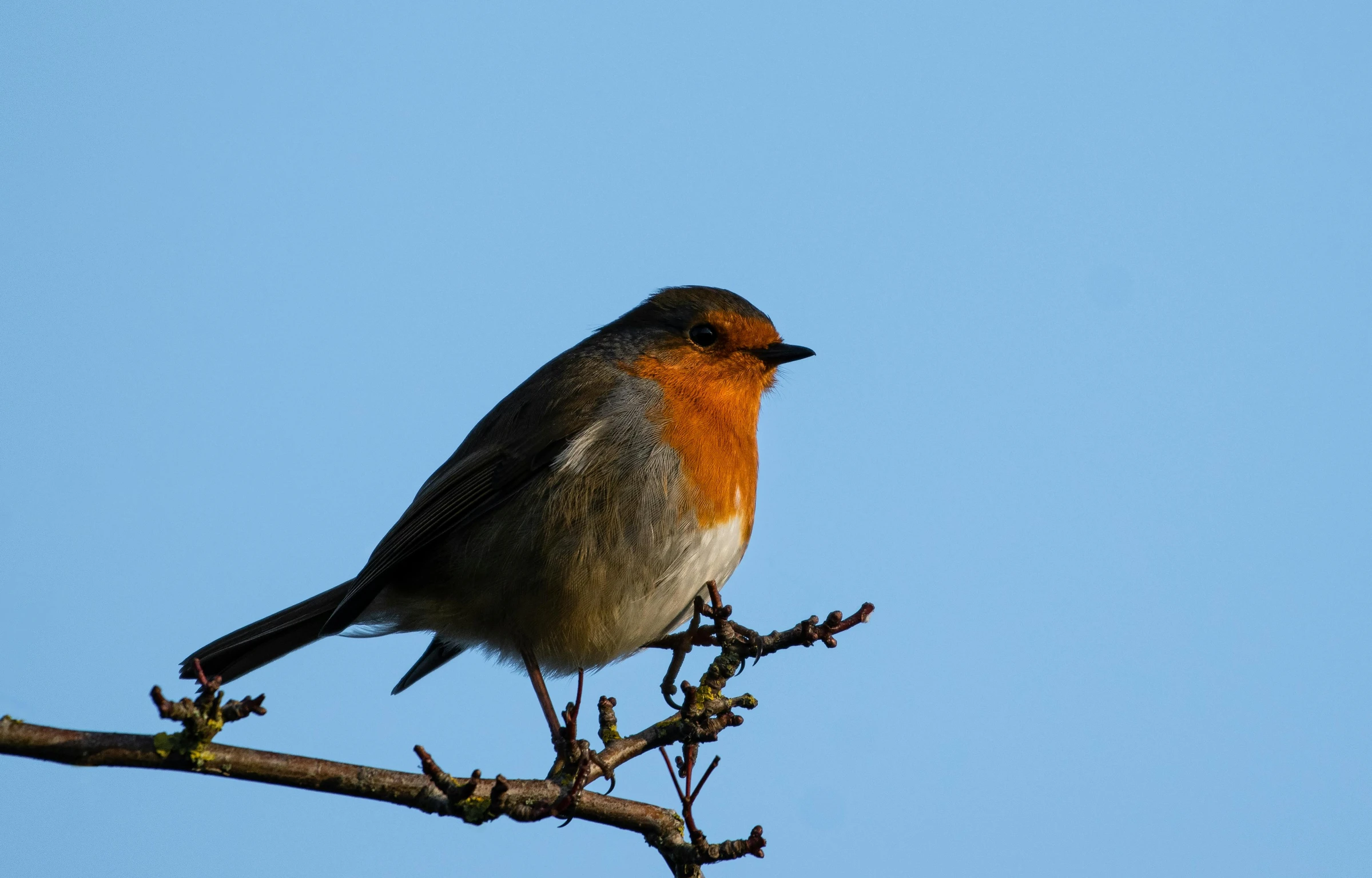 a small bird sitting on top of a tree branch, clear blue skies, robin eley, evening sun, looking smug