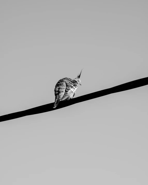 a black and white photo of a bird on a wire, unsplash, minimalism, snail, ilustration, tourist photo, very sharp photo