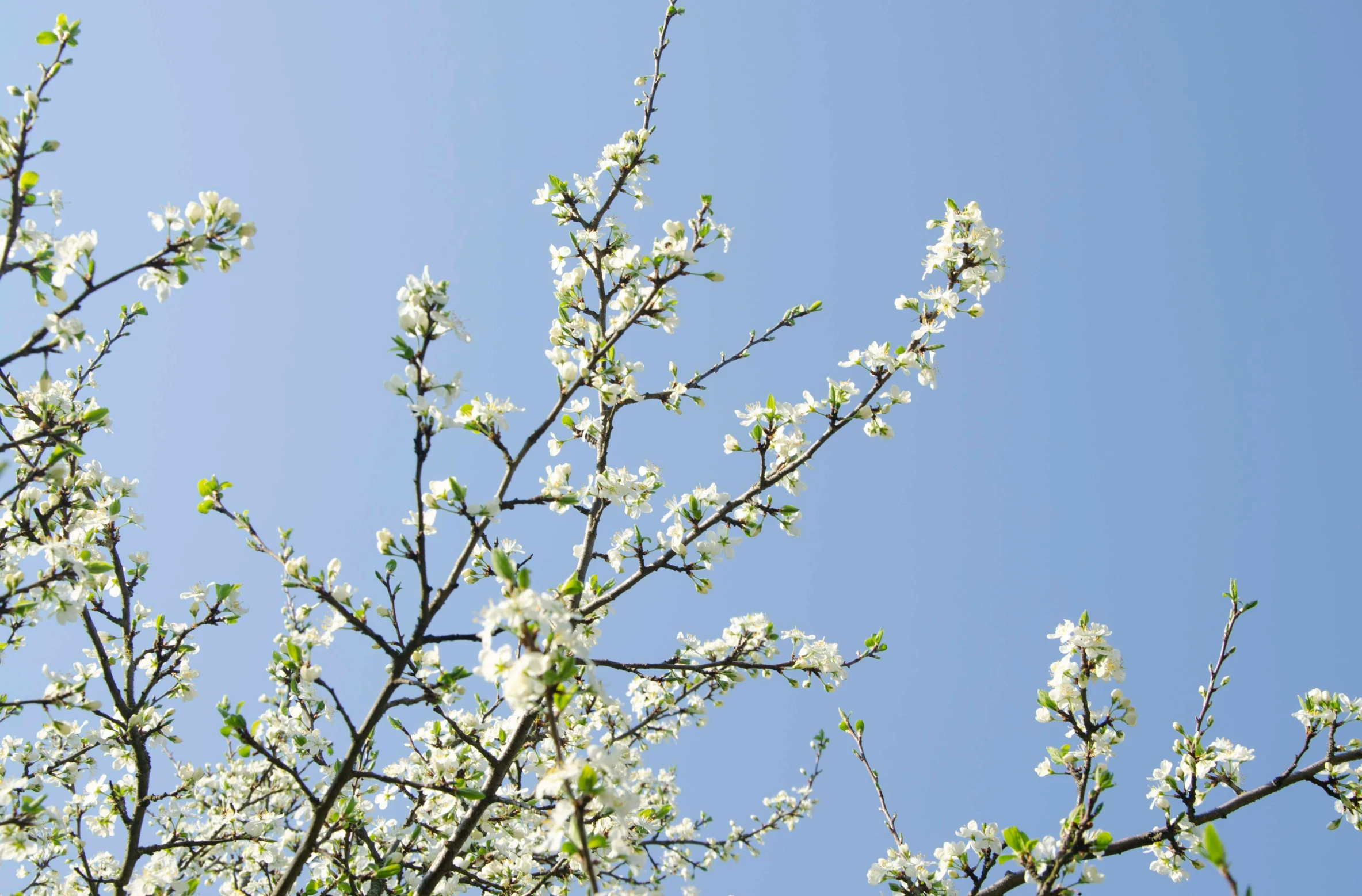 a tree with white flowers against a blue sky, inspired by William Nicholson, unsplash, minimalism, garden with fruits on trees, 2000s photo