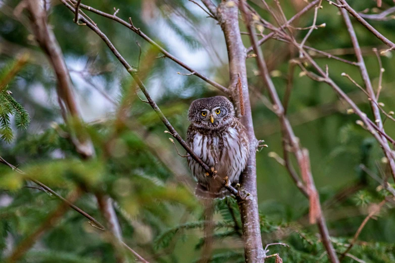 a small owl sitting on top of a tree branch, by Jaakko Mattila, pixabay contest winner, mingei, amongst foliage, taken in the early 2020s, soaking wet, hunting