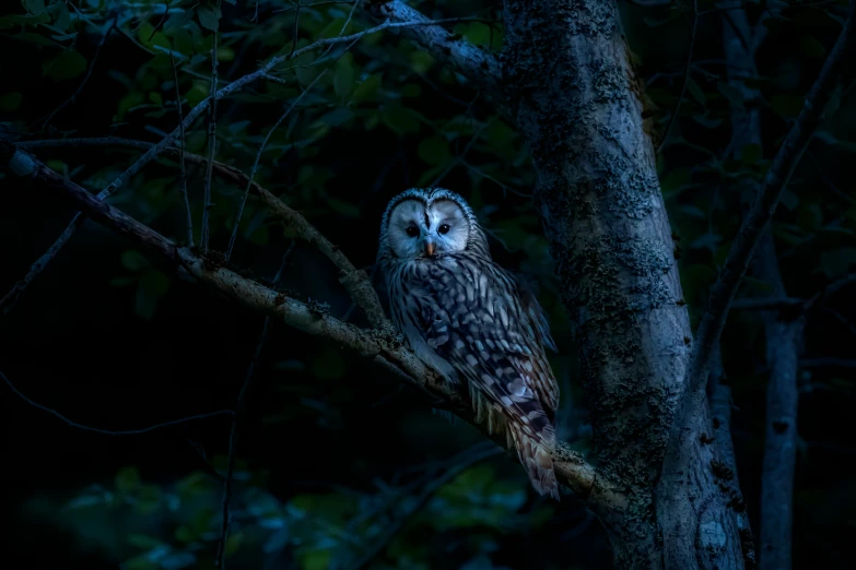 an owl sitting on top of a tree branch, a portrait, pexels contest winner, baroque, quiet forest night scene, hunting, grey, early morning light