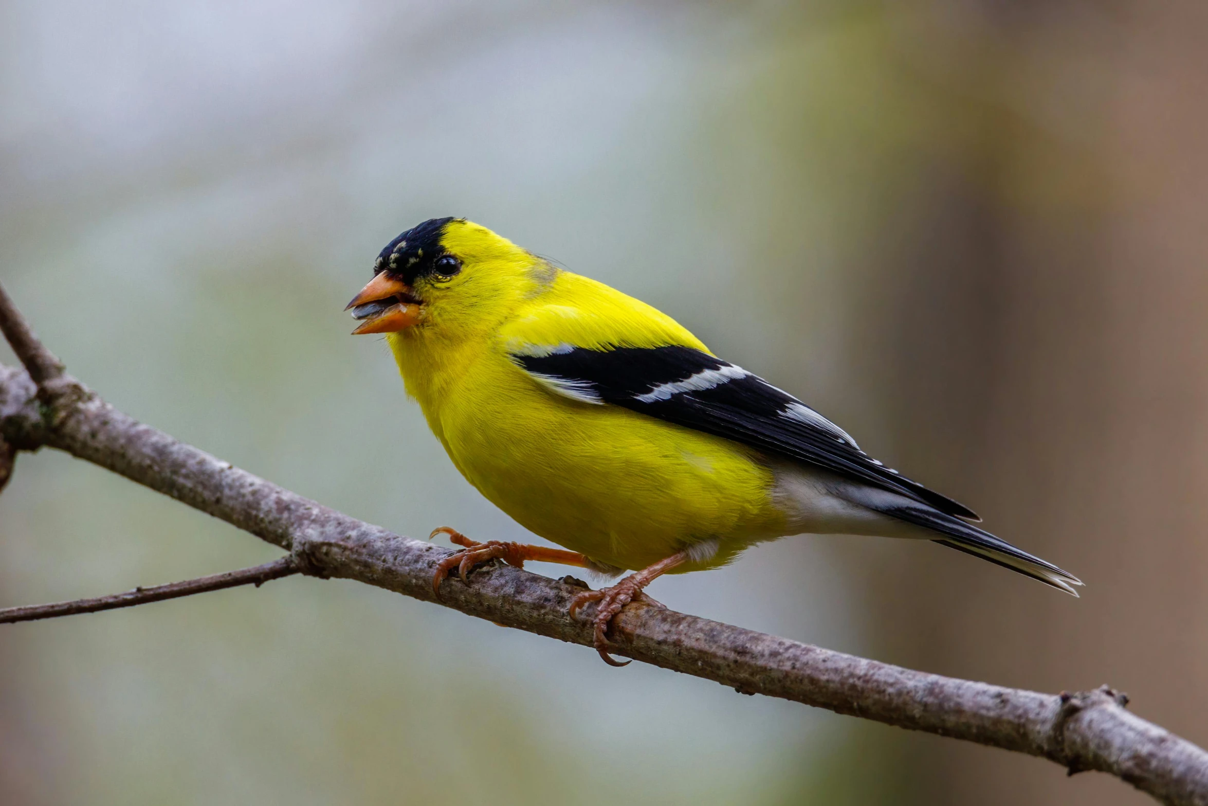 a yellow bird sitting on top of a tree branch, a portrait, by David Garner, trending on pexels, renaissance, seeds, small chin, white male, swift