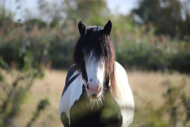a brown and white horse standing in a field, long hair blue centred, photograph taken in 2 0 2 0, looking back at the camera, over his shoulder