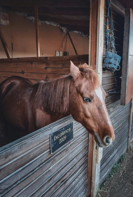 a horse sticking its head out of a stall, pexels contest winner, square nose, relaxing, 4k photo”, brown