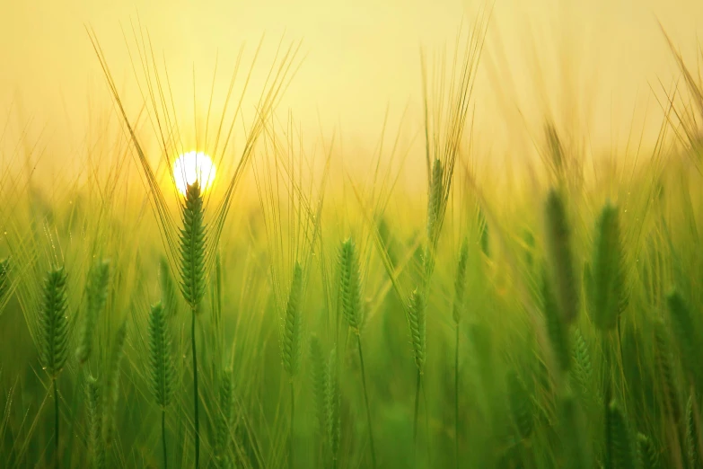 a field of green grass with the sun setting in the background, by Adam Marczyński, pexels contest winner, harvest, diffused backlight, instagram post, yellow and green