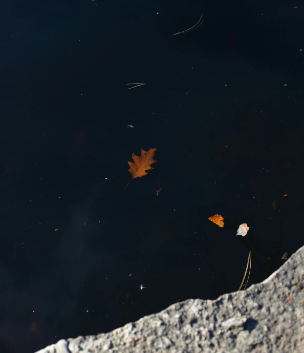 a red fire hydrant sitting next to a body of water, an album cover, by Elsa Bleda, hurufiyya, falling leaves, ignant, gray, miro petrov