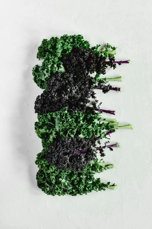 a bunch of broccoli sitting on top of a white surface, a colorized photo, by Chris Rahn, pexels, gradient black to purple, made of glazed, dark green leaves, black tendrils