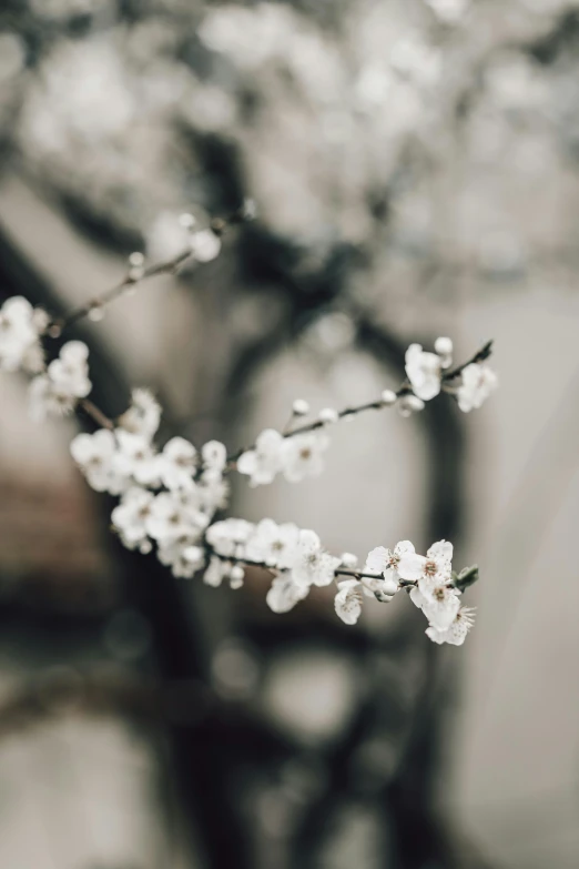 a black and white photo of a tree with white flowers, inspired by Elsa Bleda, trending on unsplash, plum blossom, paul barson, brown, a quaint