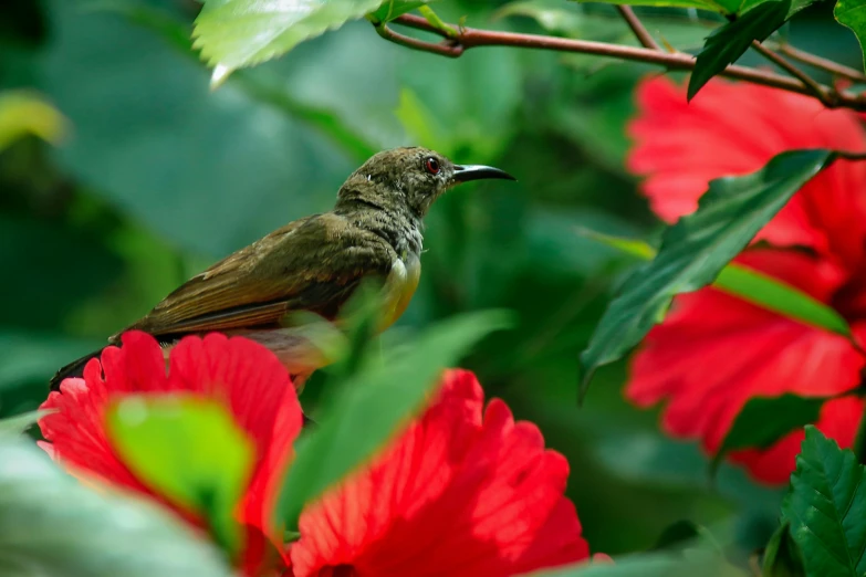 a bird sitting on top of a red flower, lush surroundings