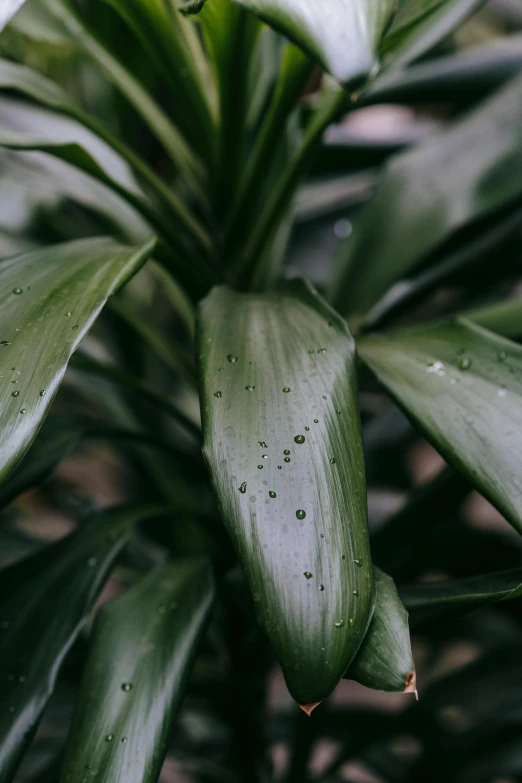 a close up of a plant with green leaves, while it's raining, highly polished, comforting, pearlescent