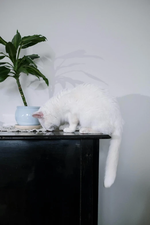 a white cat standing on top of a table next to a potted plant, scratches, drinking, hunched over, 2019 trending photo