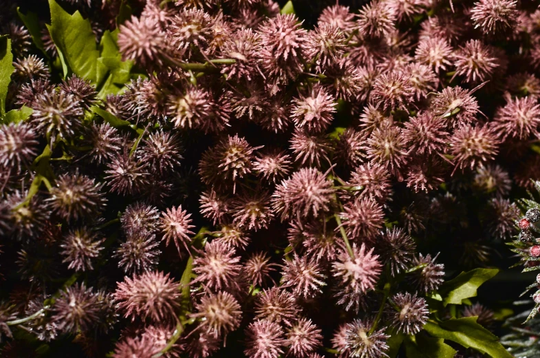 a close up of a bunch of pink flowers, hurufiyya, tribbles, digital image, bronze, beauttiful stars