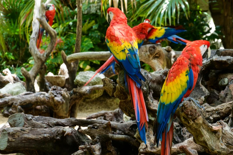 a group of colorful birds sitting on top of a tree branch, animal kingdom, lush surroundings, fan favorite, red and blue garments
