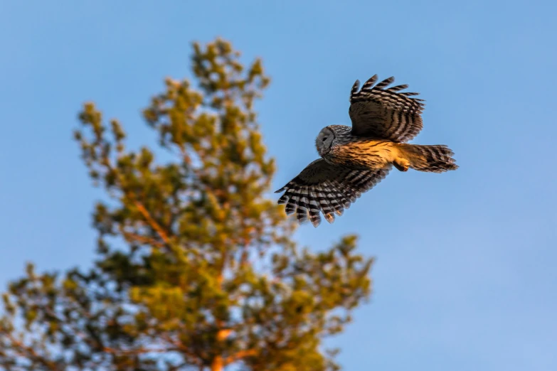 a bird that is flying in the air, by Jesper Knudsen, pexels contest winner, hurufiyya, swedish forest, very very small owl, beautiful late afternoon, blue sky