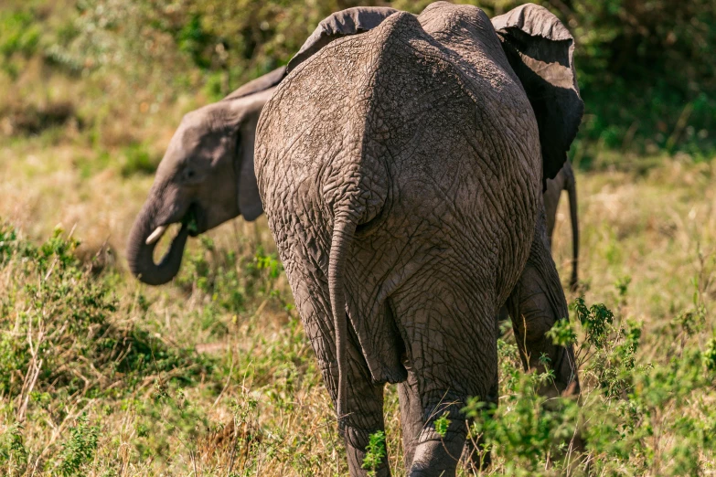 a couple of elephants that are standing in the grass, by Andrew Allan, unsplash contest winner, hurufiyya, with his back turned, trecking, lumpy skin, very kenyan