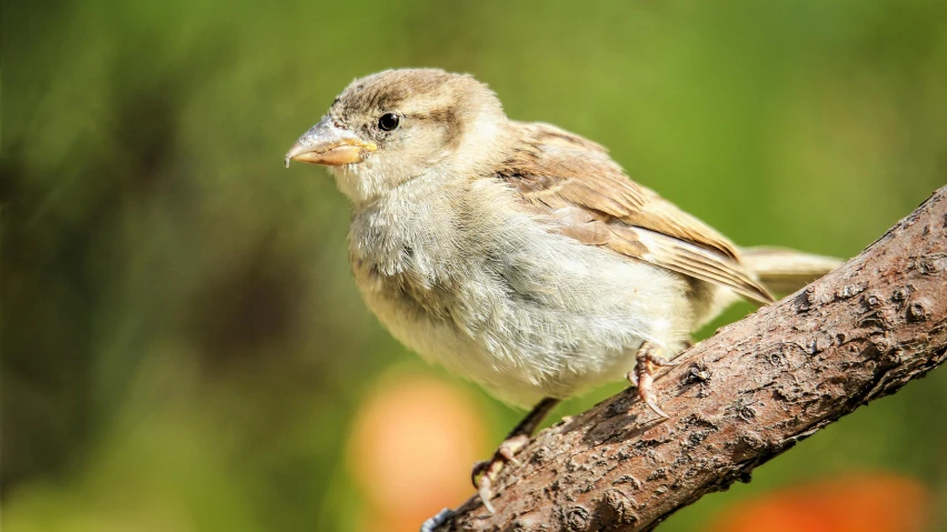 a small bird sitting on top of a tree branch, immature, avatar image, uncrop, fan favorite