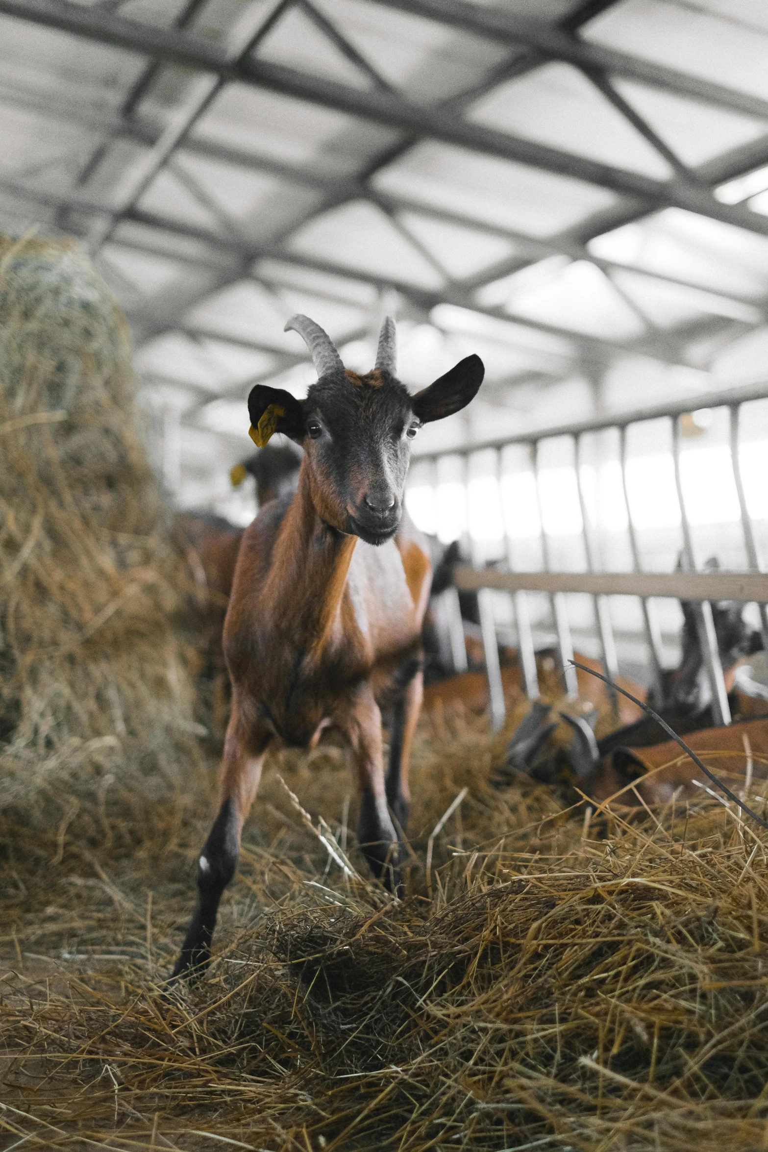 a goat standing on top of a pile of hay, inside a shed, walking towards the camera, inspect in inventory image, multiple stories