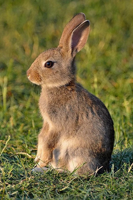 a rabbit that is sitting in the grass, in a grassy field