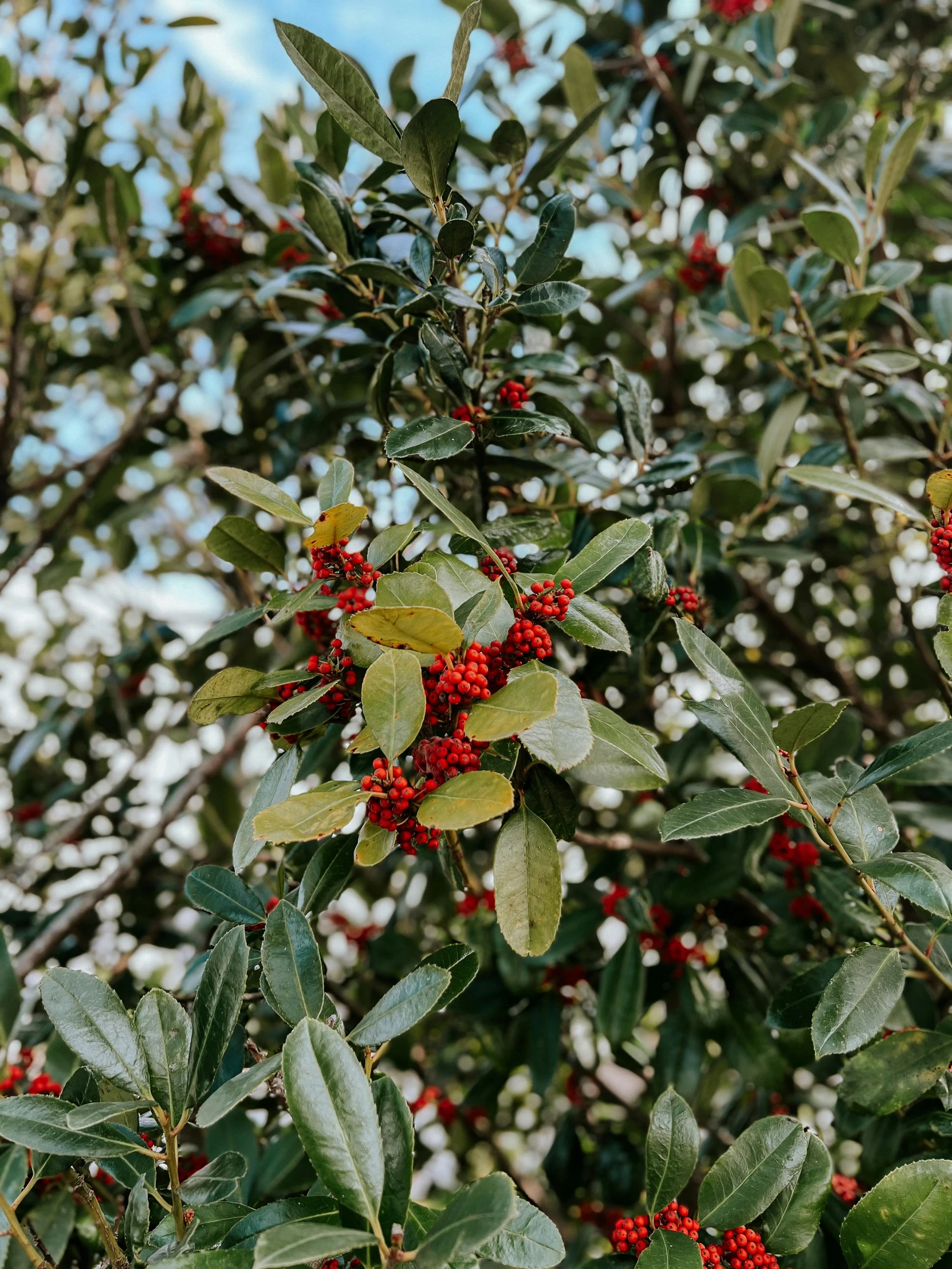 a bush with red berries and green leaves, by Kristin Nelson, pexels, olive tree, shot on iphone 1 3 pro, high resolution image, festive