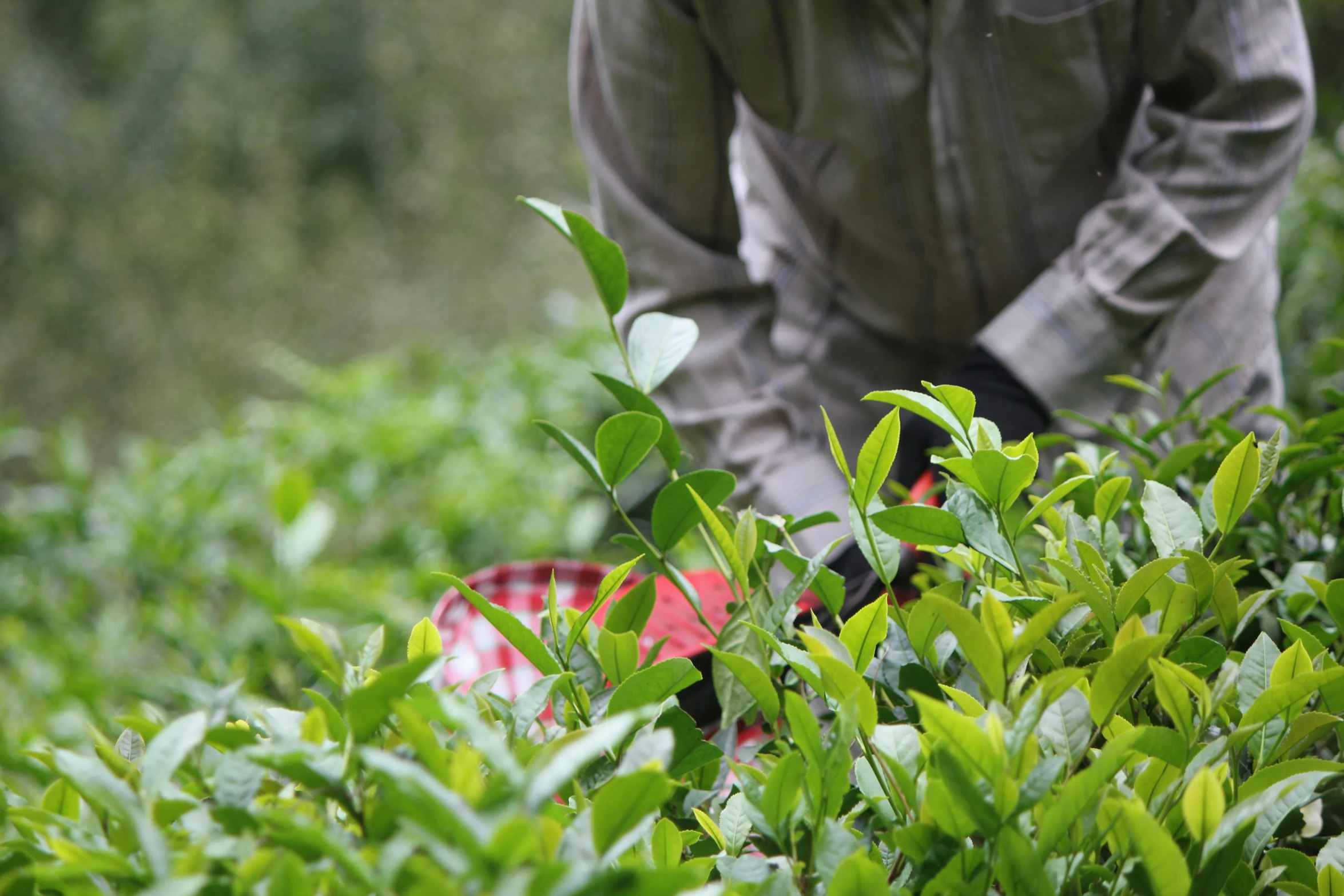 a person picking tea leaves in a field, shrubbery, vibrant foliage, training, te pae