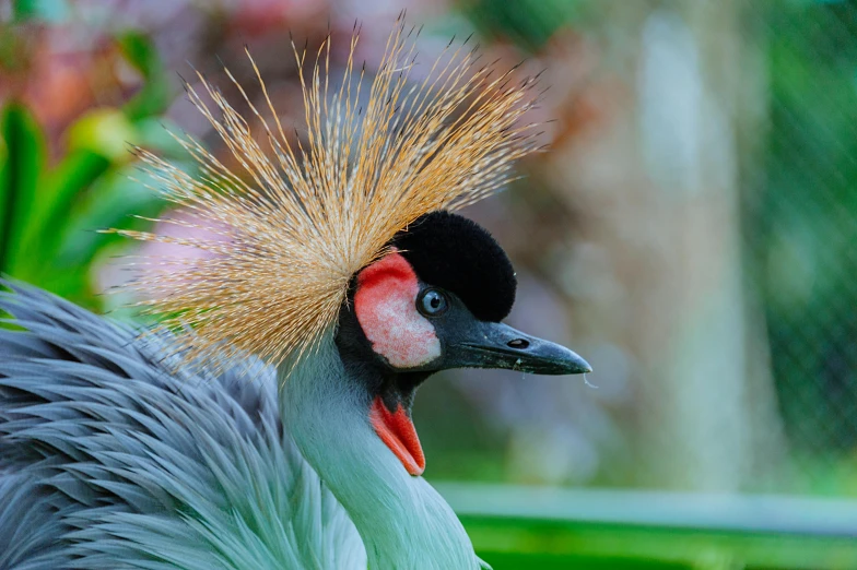 a close up of a bird with a feather on it's head, inspired by Charles Bird King, pexels contest winner, hurufiyya, crane, madagascar, 🦩🪐🐞👩🏻🦳, wild hairstyle